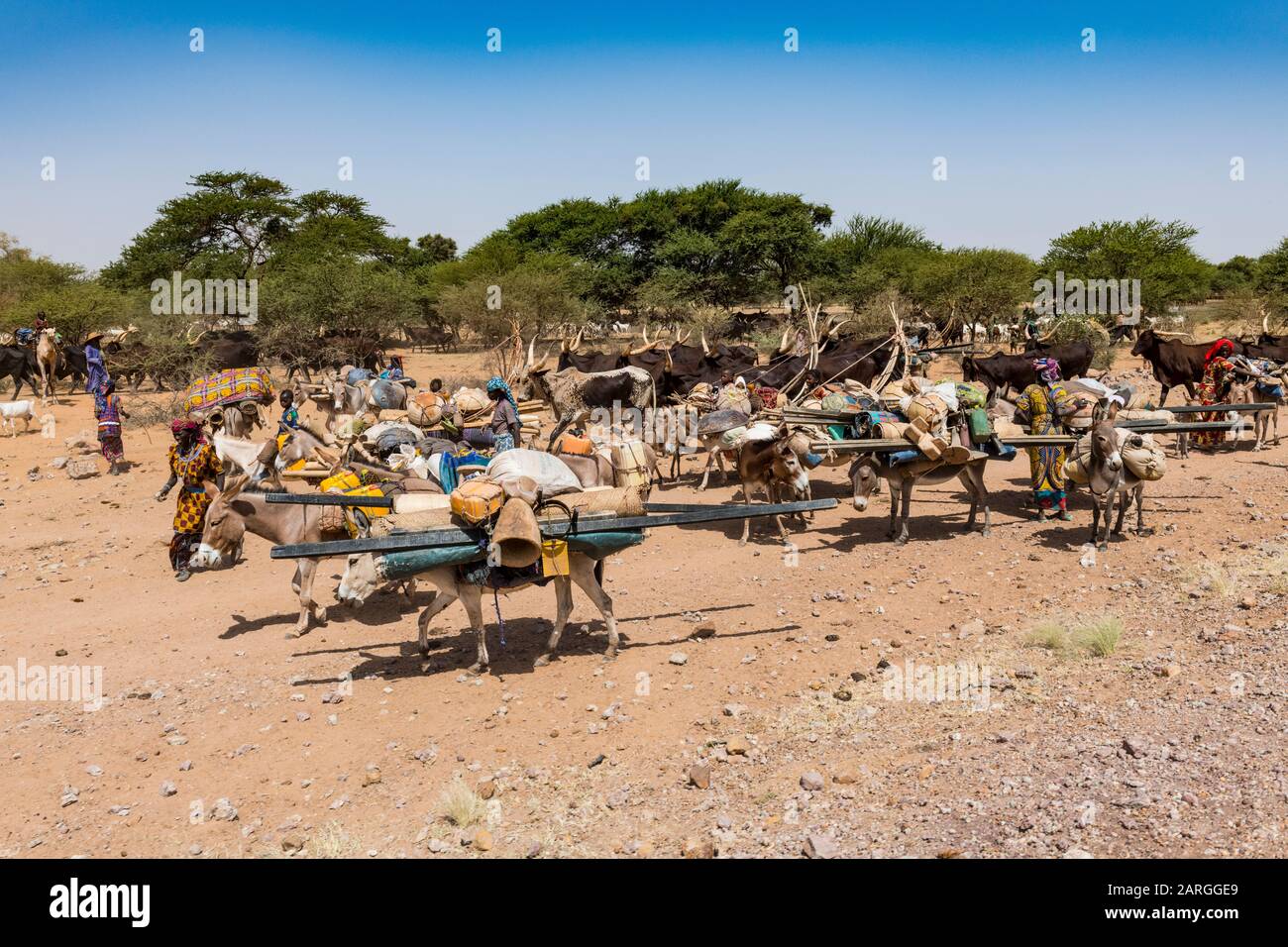 Karawane der Peul Nomaden mit ihren Tieren in der Sahelzone des Niger, Westafrika, Afrika Stockfoto