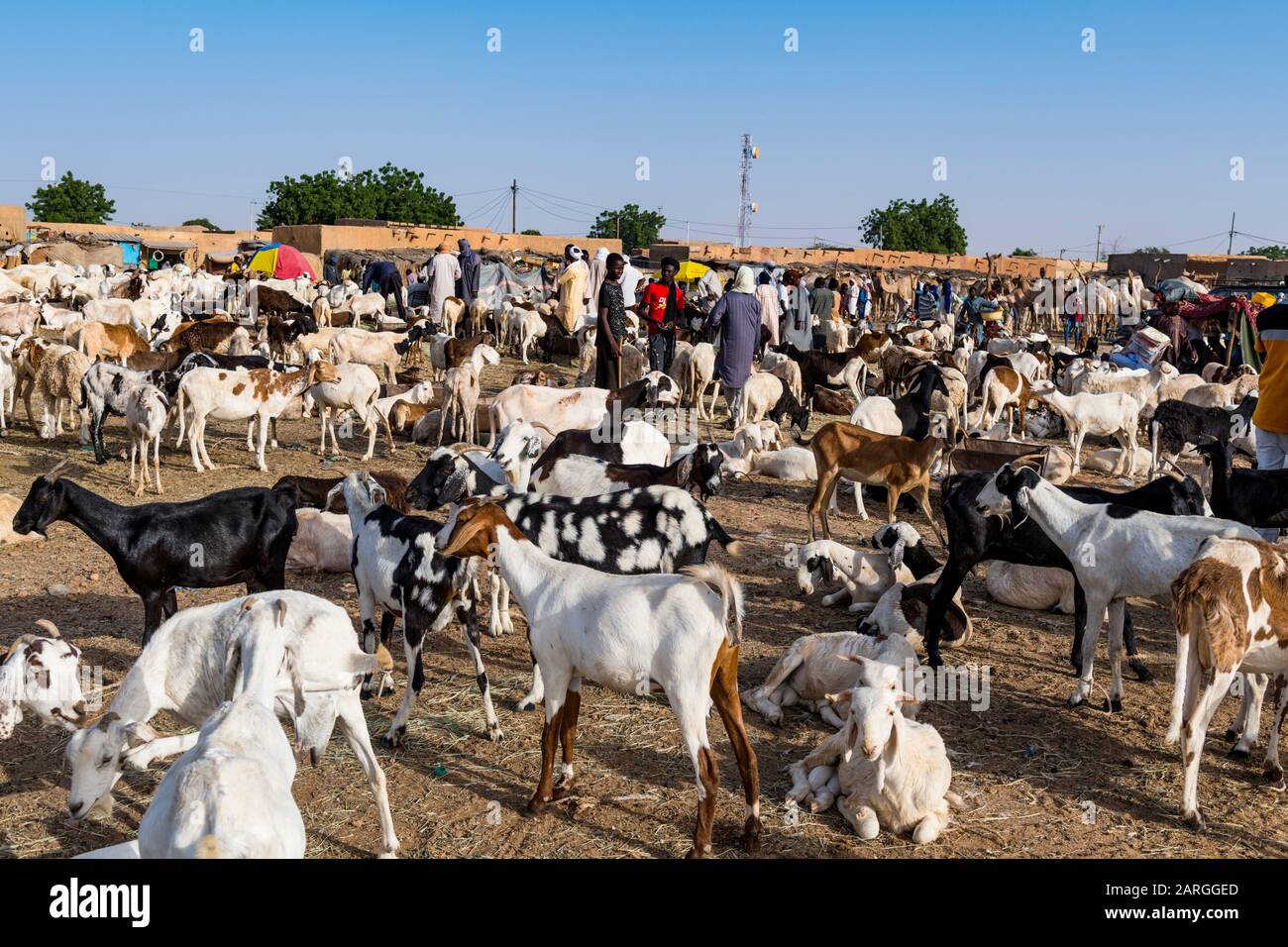 Tiermarkt, Agadez, Niger, Westafrika, Afrika Stockfoto