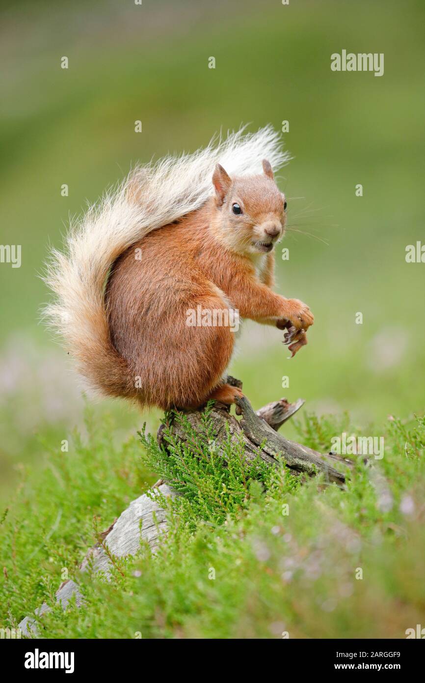 Eurasisches Rothörnchen (Sciurus vulgaris), Schottland, Großbritannien, Europa Stockfoto