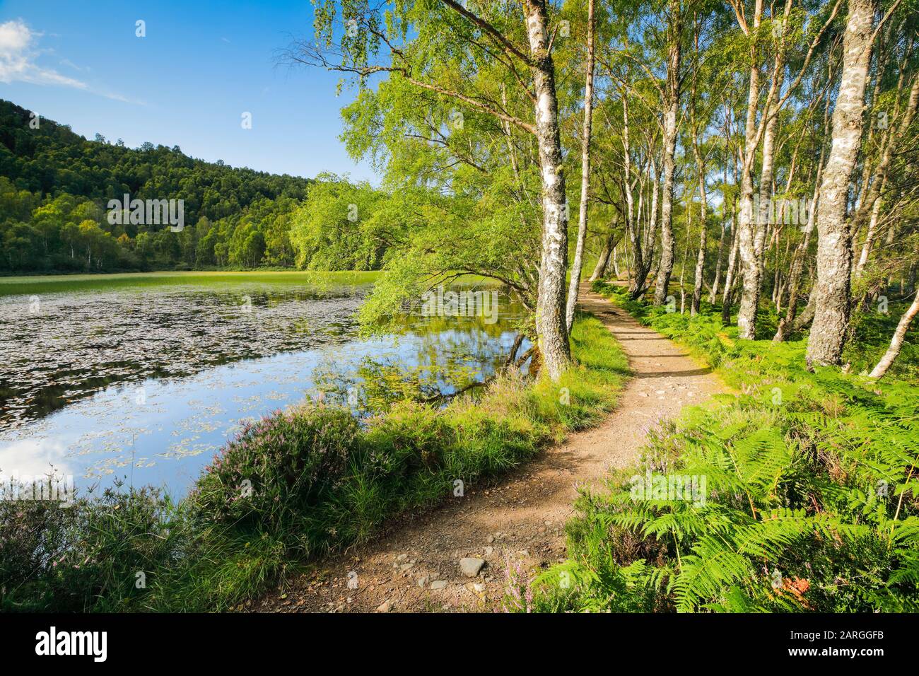 Trail in Craigellachie National Nature Reserve, Highlands, Schottland, Großbritannien, Europa Stockfoto