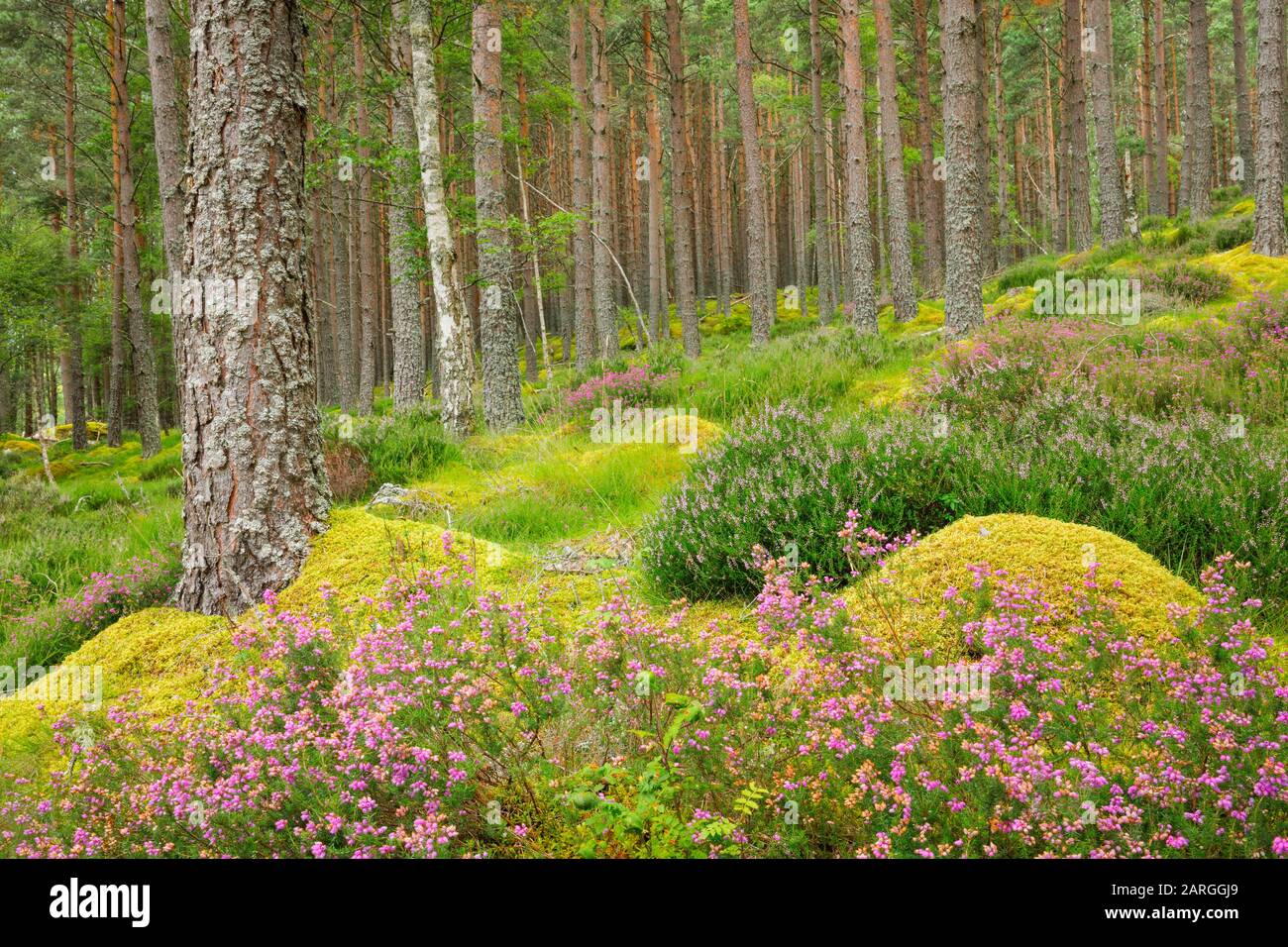 Kaledonischer Kiefernwald, Carrbridge, Highlands, Schottland, Großbritannien, Europa Stockfoto