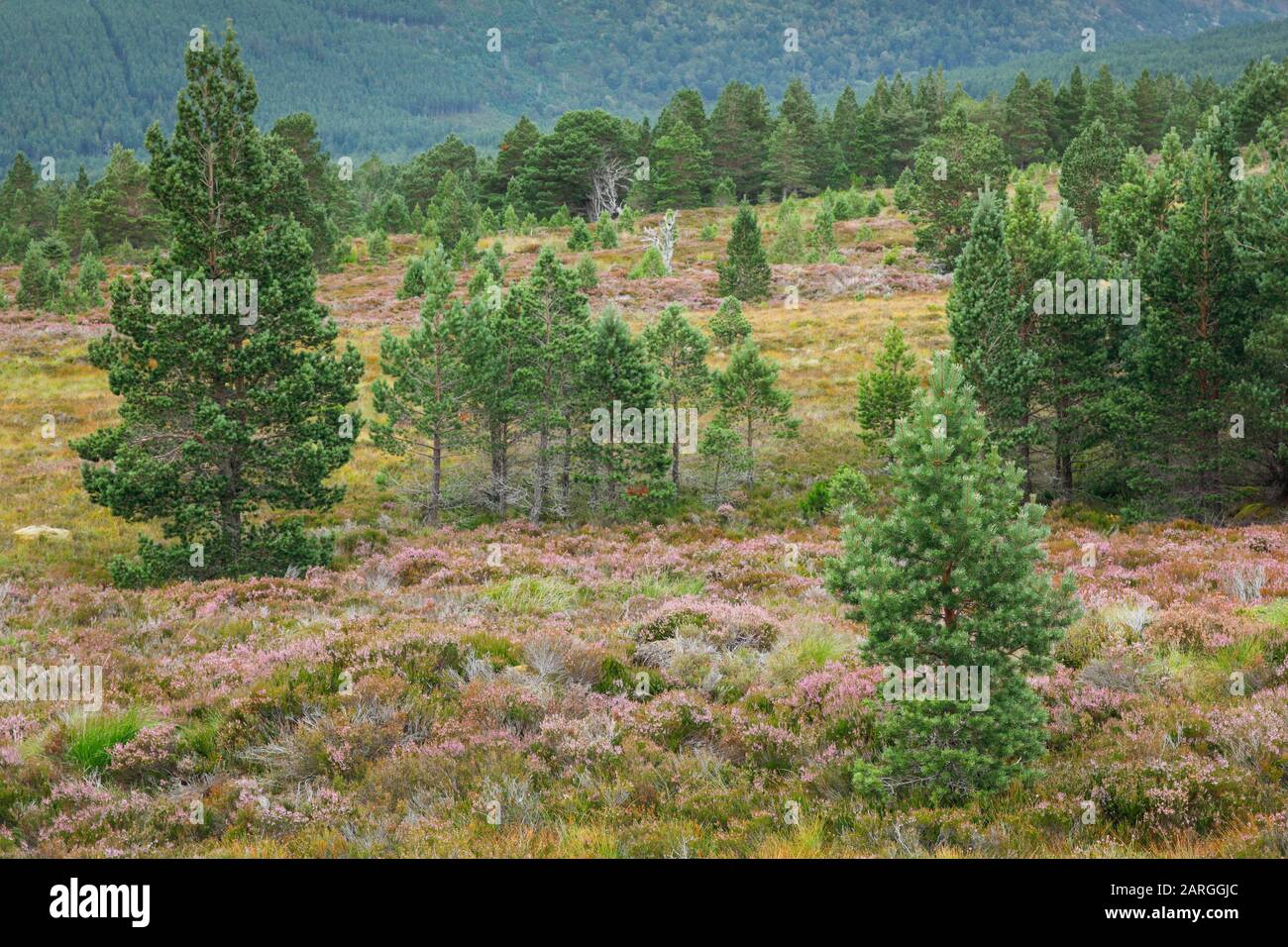 Scots Pine, Cairngorms National Park, Schottland, Großbritannien, Europa Stockfoto