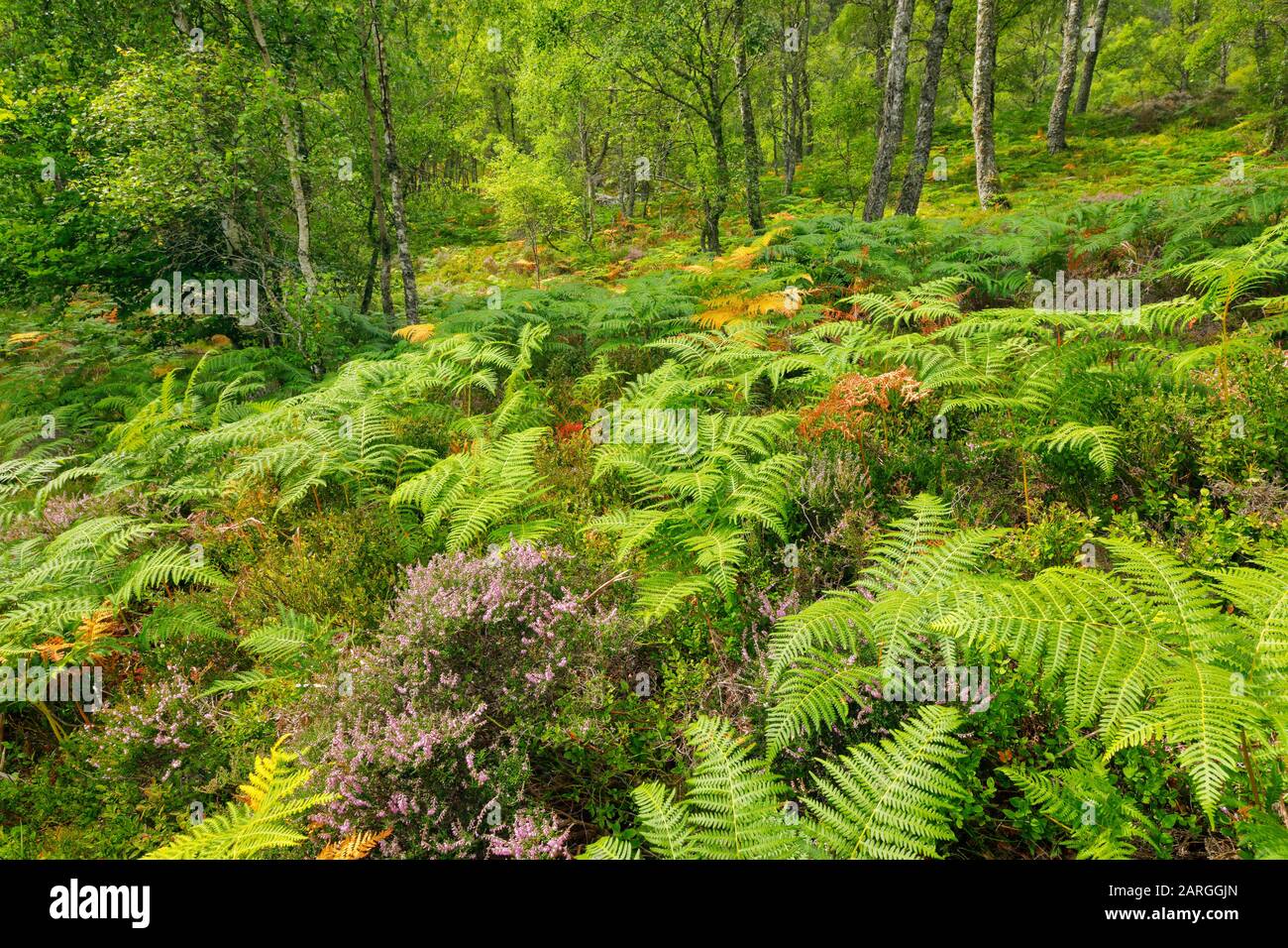 Craigellachie National Nature Reserve, Highlands, Schottland, Großbritannien, Europa Stockfoto