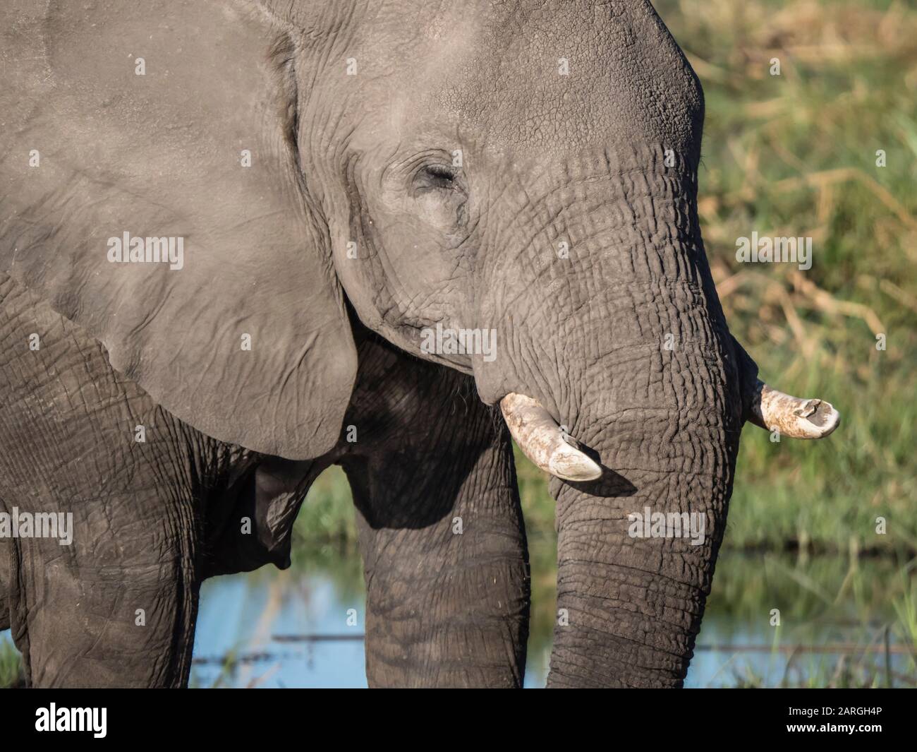 Afrikanischer Elefant (Loxodonta africana), Tusk-Detail im Chobe National Park, Botswana, Afrika Stockfoto