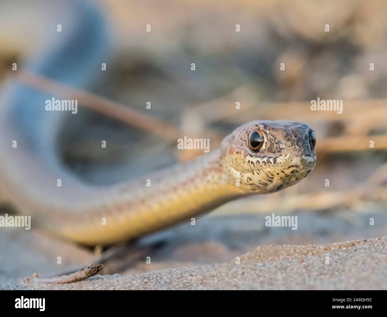 Eine Erwachsene Olivengrasschlange (Psammophis mossambicus), im Okavango-Delta, Botswana, Afrika Stockfoto