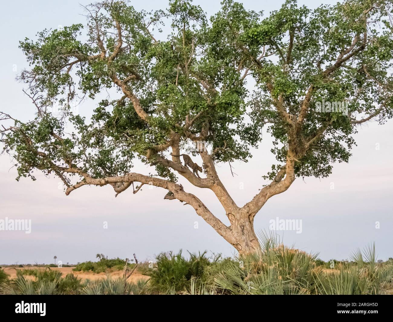 Ein ausgewachsener Leopard (Panthera pardus), der im Okavango-Delta, Botswana, Afrika, einen Baum hinunterklettert Stockfoto