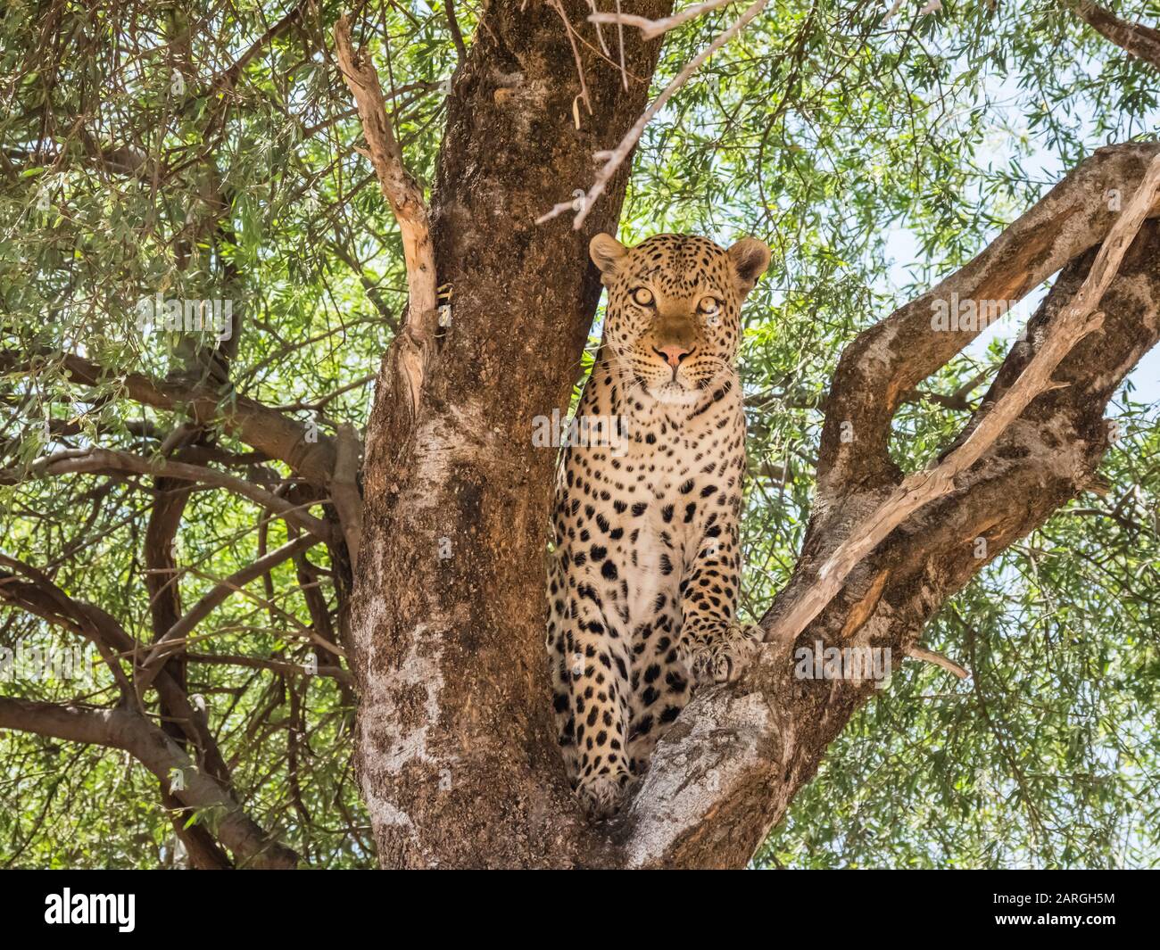 Ein ausgewachsener Leopard (Panthera pardus), der sich von einem Warthog ernährte, den er in einem Baum im Chobe National Park, Botswana, Afrika hinaufzog Stockfoto