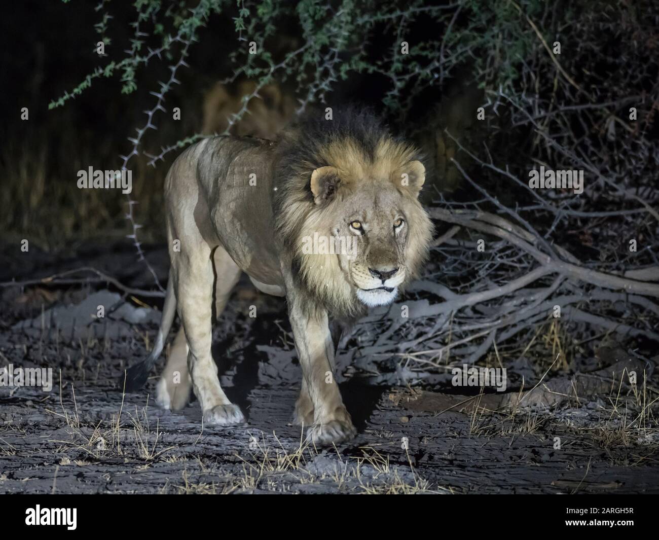 Erwachsener männlicher Löwe (Panthera leo), nachts im Okavango-Delta, Botswana, Afrika auf der Jagd Stockfoto