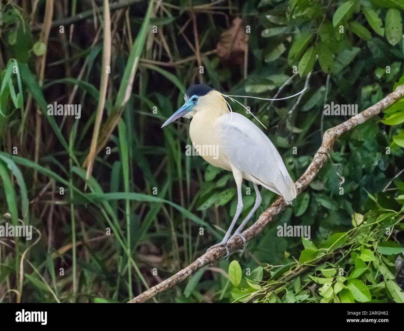 Ein Erwachsener hat Reiher (Pilhelodius pileatus), Belluda Cano, Amazonasbecken, Loreto, Peru, Südamerika mit einer Kappe bedeckt Stockfoto