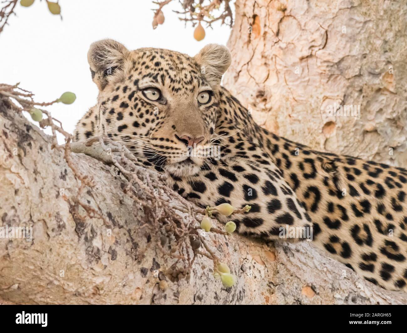 Ein ausgewachsener Leopard (Panthera pardus), der in einem Baum im Okavango-Delta, Botswana, Afrika ruht Stockfoto