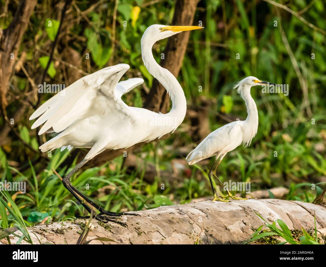 Ein erwachsener großer Egret (Ardea alba) auf der linken Seite und schneebedeckter Egretta thula auf der rechten Seite, Rio El Dorado, Amazonasbecken, Peru, Südamerika Stockfoto