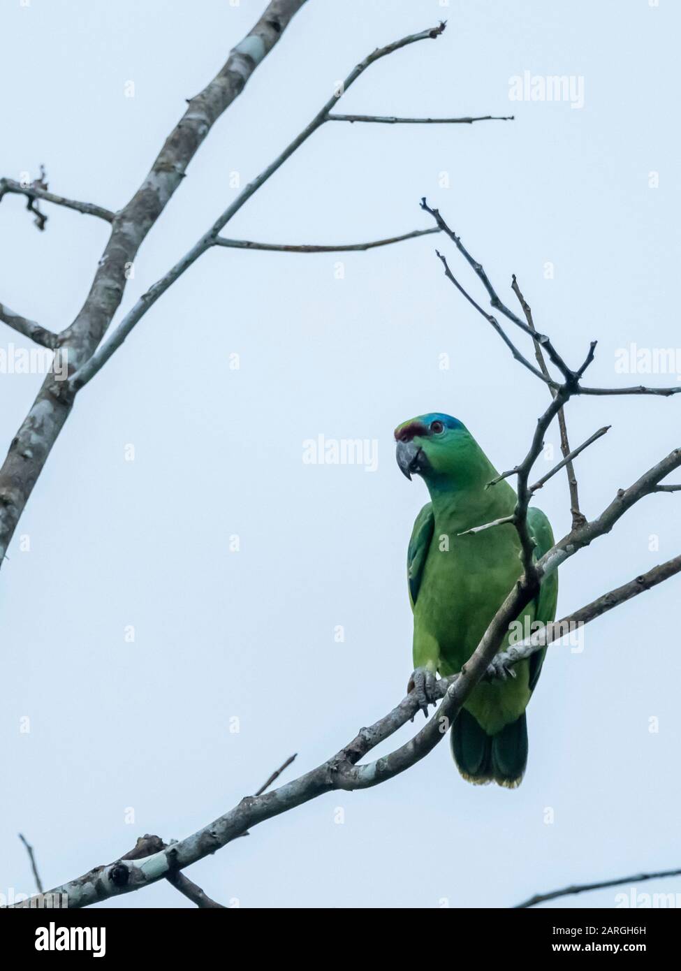 Ein Festlicher Papagei für Erwachsene (Amazone festiva), am Pacaya River, im Amazonasbecken, Loreto, Peru, Südamerika Stockfoto
