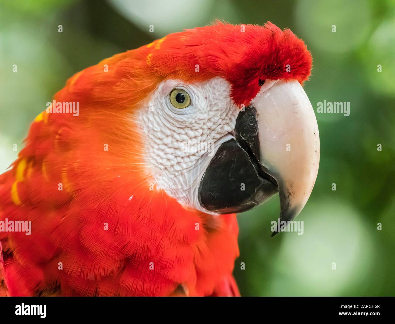 Scarlet Macaw (Ara macao), Amazon Rescue Center, Iquitos, Peru, Südamerika Stockfoto