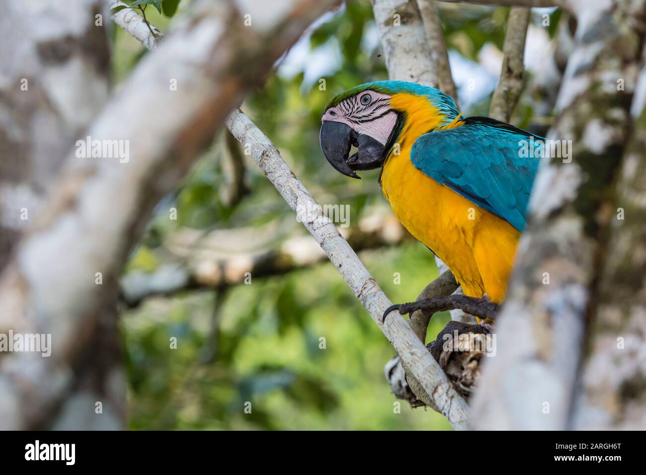 Erwachsener Blau-Gelb-Makaw (Ara arauna), Amazonas-Nationalpark, oberes Amazonas-Flussbecken, Loreto, Peru, Südamerika Stockfoto