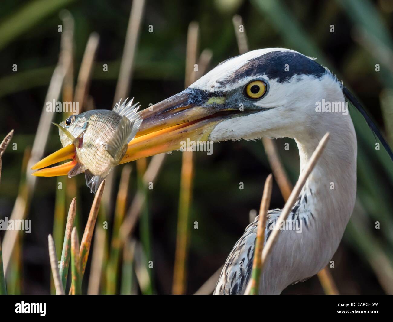 Ein ausgewachsener großer blauer Reiher (Ardea herodias) spuckt einen Fisch im Shark Valley, Everglades National Park, Florida, Vereinigte Staaten von Amerika, Nordamerika Stockfoto