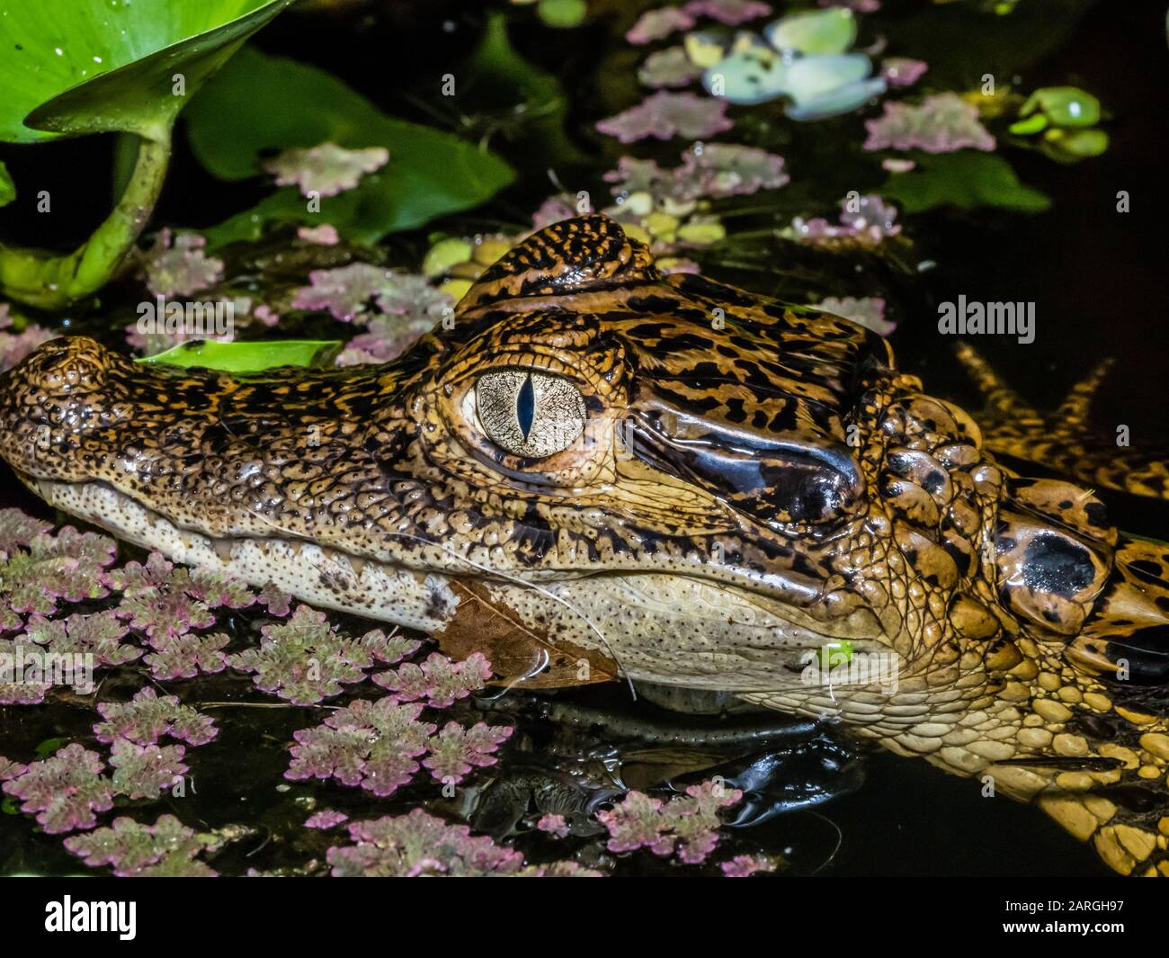 Ein junger spektakulärer Caiman (Caiman Crocodilus), Augendetails in der Nacht auf Rio El Dorado, Ucayali River, Loreto, Peru, Südamerika Stockfoto