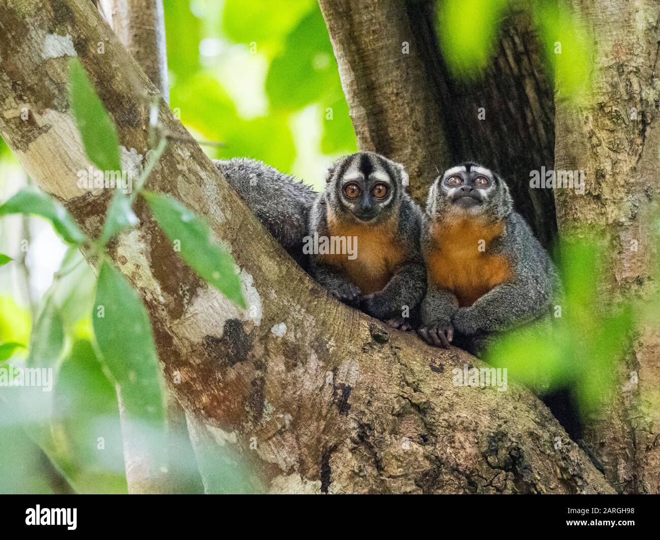 Erwachsene Spix's Night Monkeys (Aotus vociferans), in Pahuachiro Creek, Amazon River Basin, Iquitos, Peru, Südamerika Stockfoto