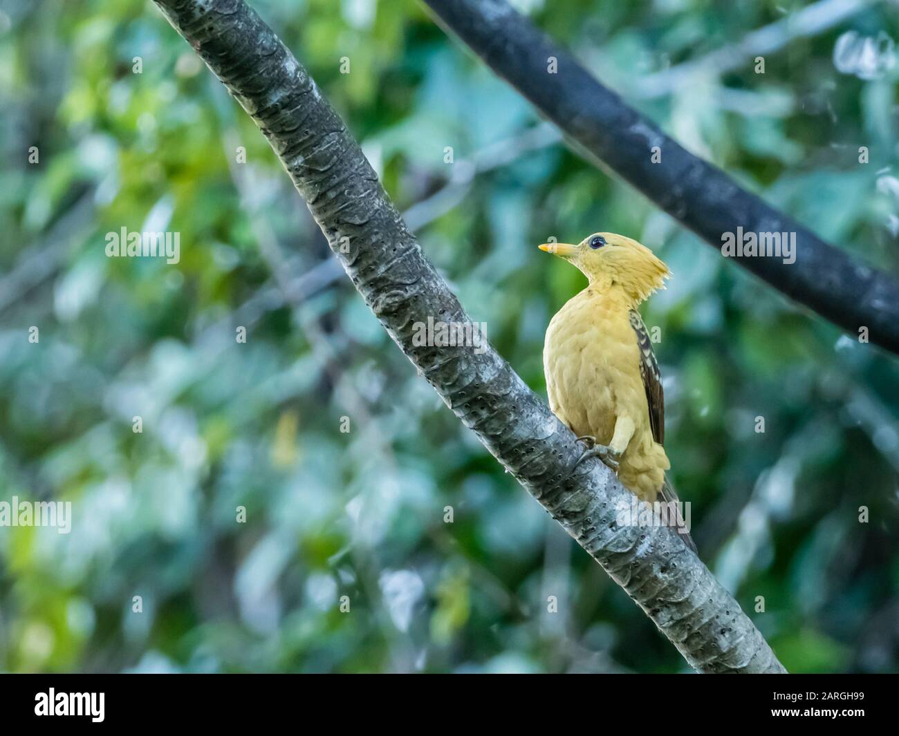 Ein erwachsener cremefarbener Specht (Celeus flavus), Lake Clavero, Amazon Basin, Loreto, Peru, Südamerika Stockfoto