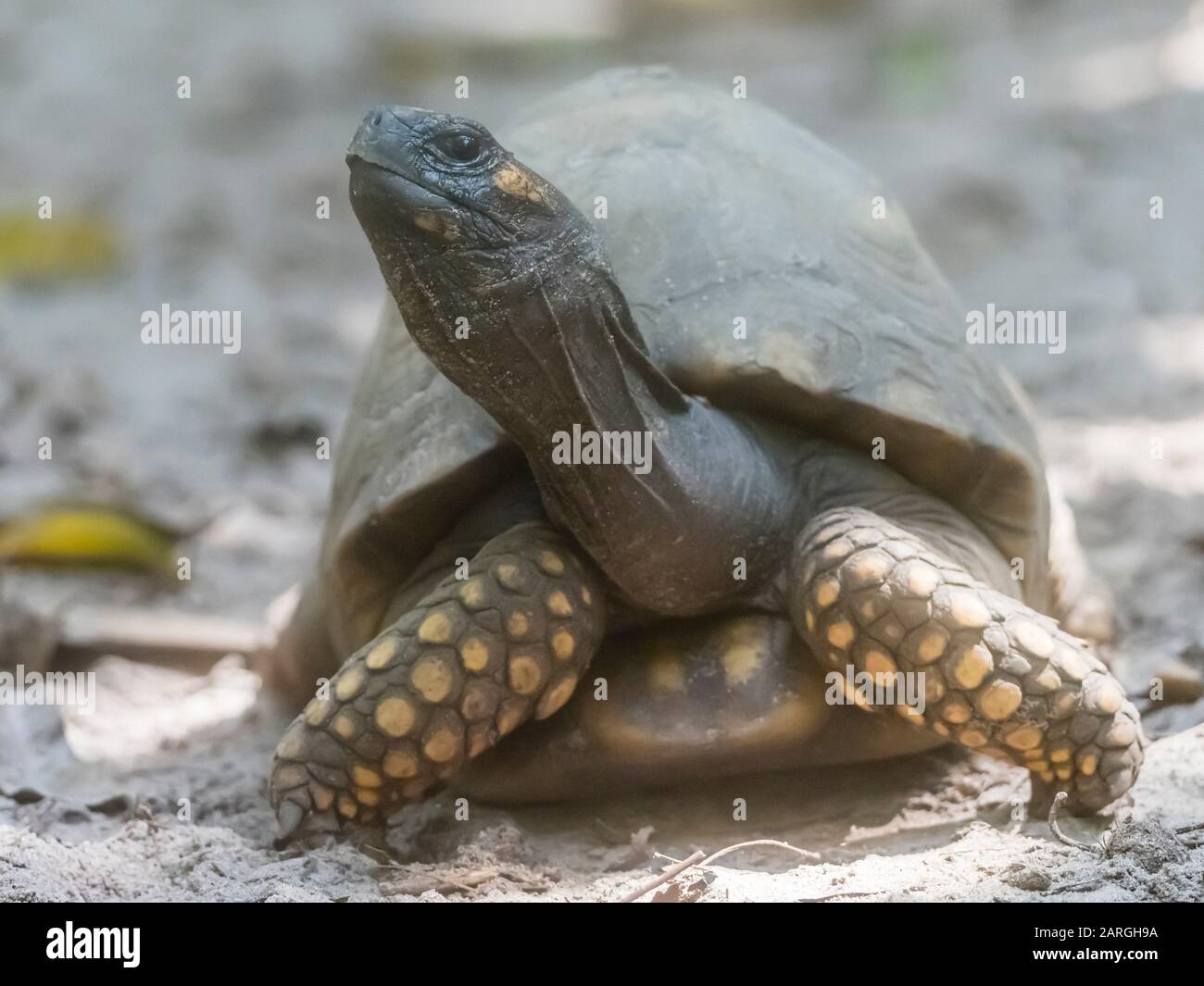 Eine gefangene Gelbfußschildkröte (Chelonoidis denticulatus), ausgestellt im Amazon Rescue Center, Iquitos, Peru, Südamerika Stockfoto