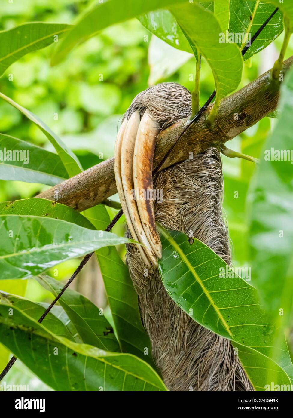Erwachsene Braunkehlige Faultiere (Bradypus variegatus), drei Zehen, San Francisco, Amazonasbecken, Loreto, Peru, Südamerika Stockfoto