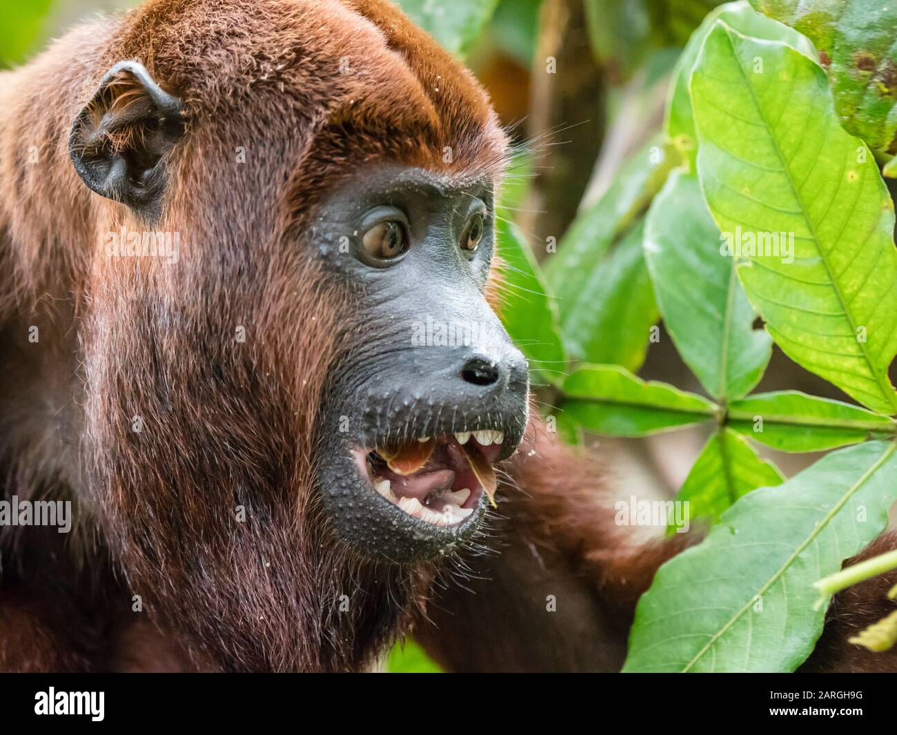Erwachsener roter Heulaffe (Alouatta seniculus), im Dorf San Francisco, Amazonasbecken, Peru, Südamerika Stockfoto