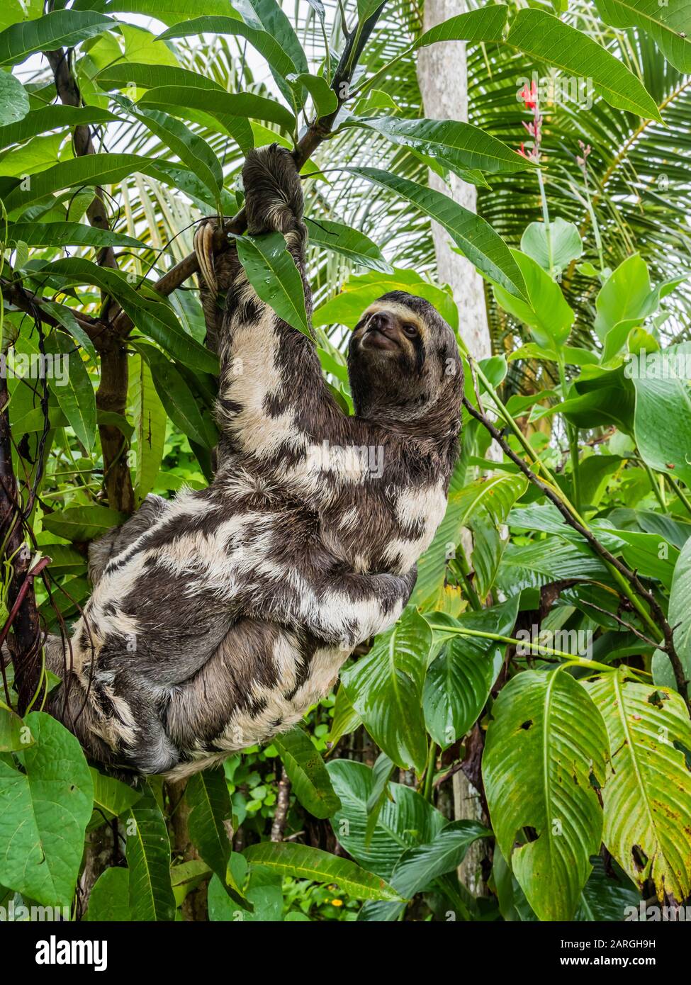 Mutter- und Baby-Braunkehlfaultiere (Bradypus variegatus), San Francisco, Amazonasbecken, Loreto, Peru, Südamerika Stockfoto