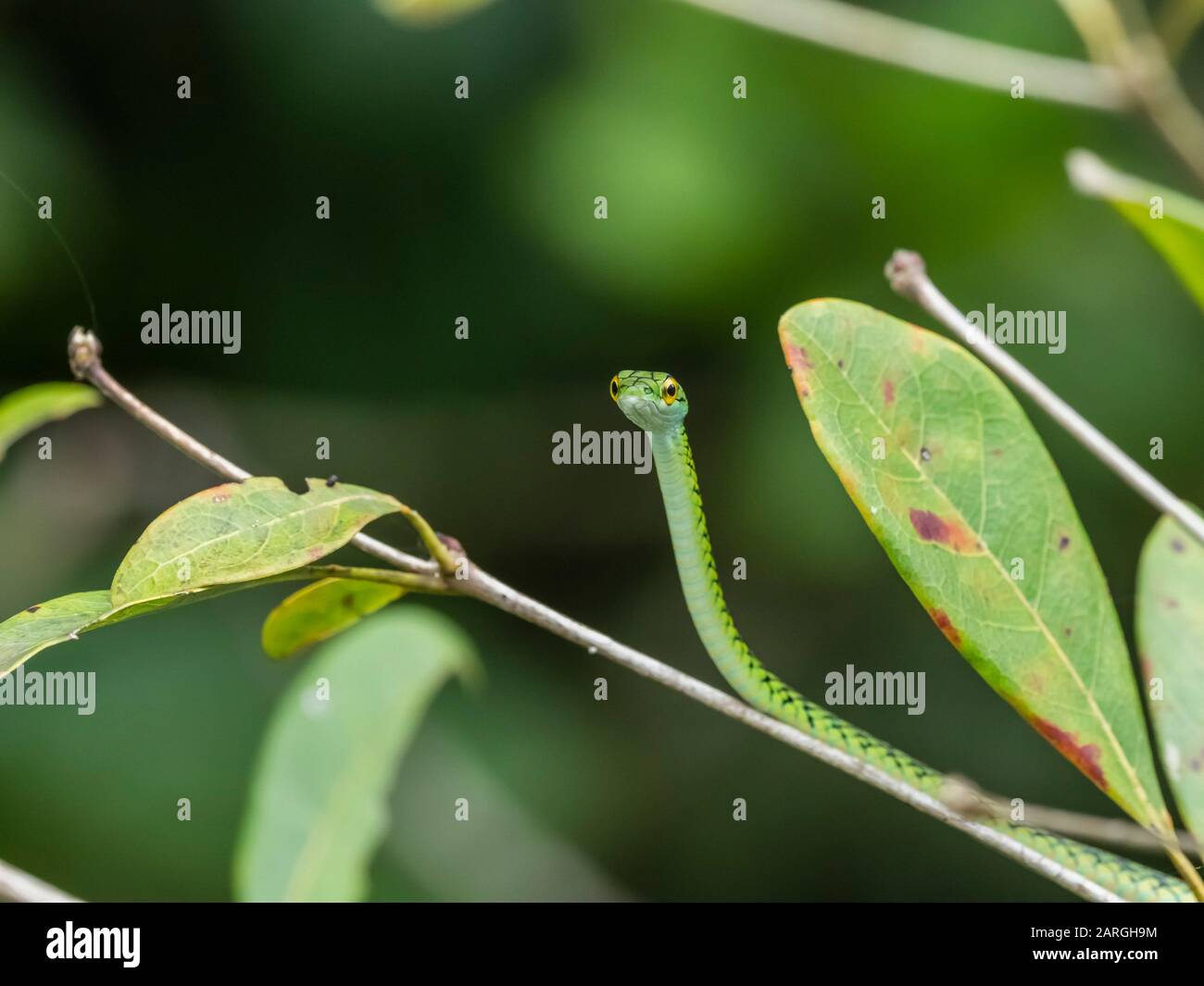 Schwarze Papageienschlange (Leptophis ahaetulla nigromarginatus), Pacaya River, Amazonasbecken, Loreto, Peru, Südamerika Stockfoto
