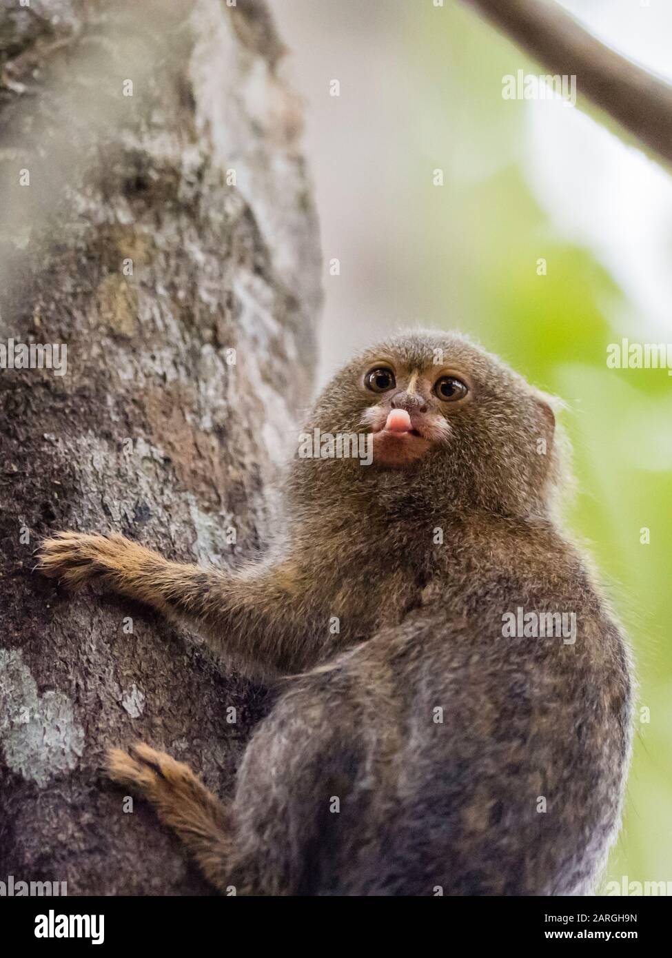 Erwachsene Pygmäenmarmose (Cebuella pygmaea), Lake Clavero, Amazonasbecken, Loreto, Peru, Südamerika Stockfoto