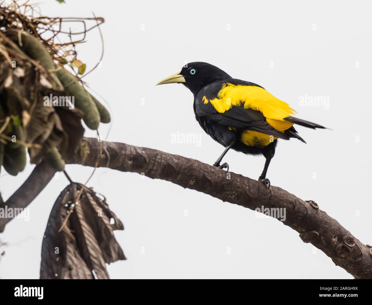 Erwachsenes gelbgemupftes Cacique (Cacicus cela), am Nestgelände in Belluda Cano, Amazonasbecken, Loreto, Peru. Stockfoto