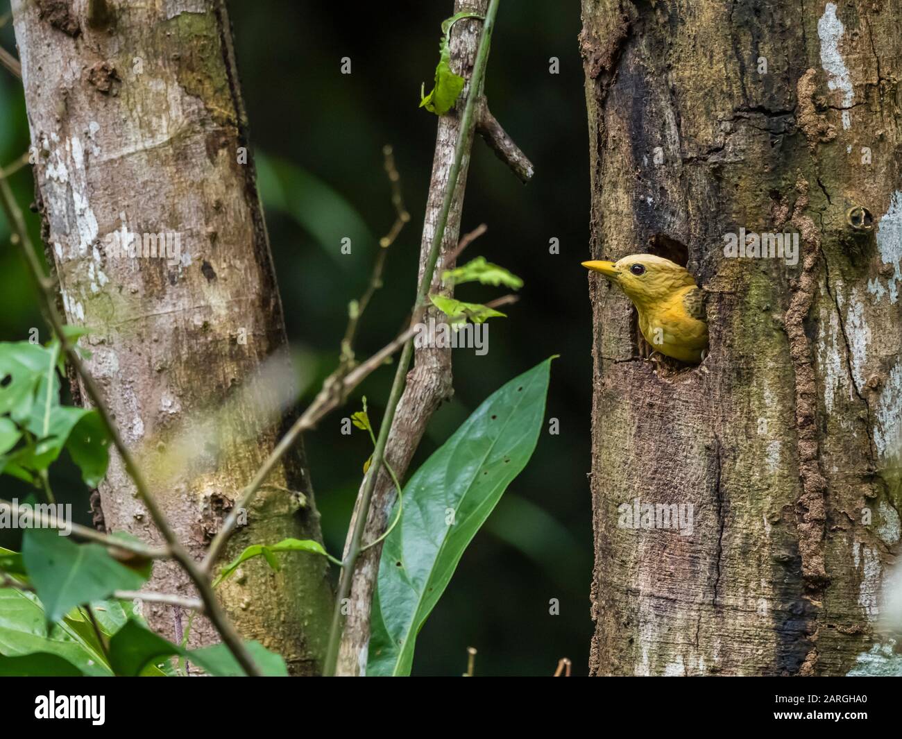 Ein erwachsener cremefarbener Specht (Celeus flavus), Lake Clavero, Amazon Basin, Loreto, Peru, Südamerika Stockfoto