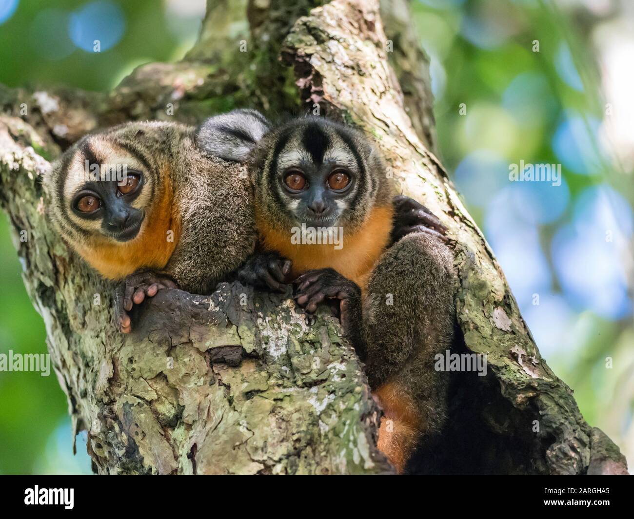 Erwachsene Spix's Night Monkeys (Aotus vociferans), in Nauta Cano, Amazon River Basin, Iquitos, Peru, Südamerika Stockfoto