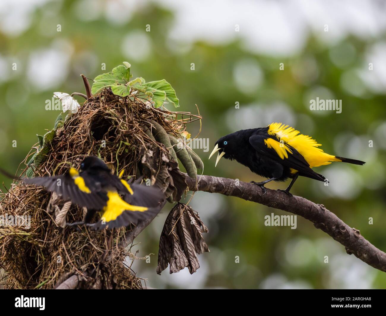 Erwachsene gelbe Kakiken (Cacicus cela), am Nestgelände in Belluda Cano, Amazonasbecken, Loreto, Peru, Südamerika Stockfoto