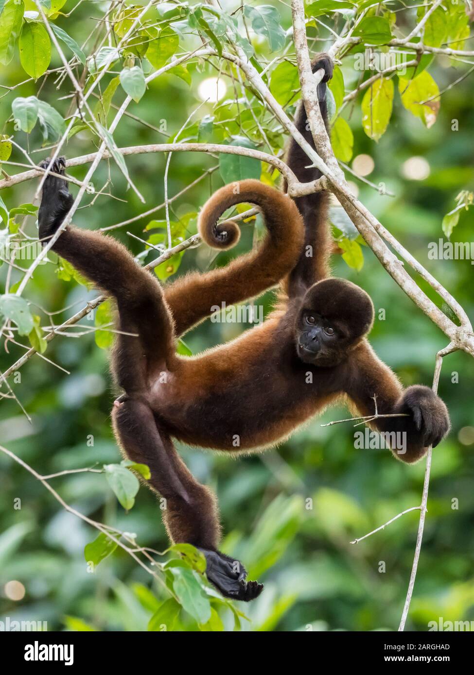Ein ausgewachsener gemeiner wolliger Affe (Lagothrix lagothricha), auf Pacalpa Cano, Pacaya Samiria Reserve, Peru, Südamerika Stockfoto