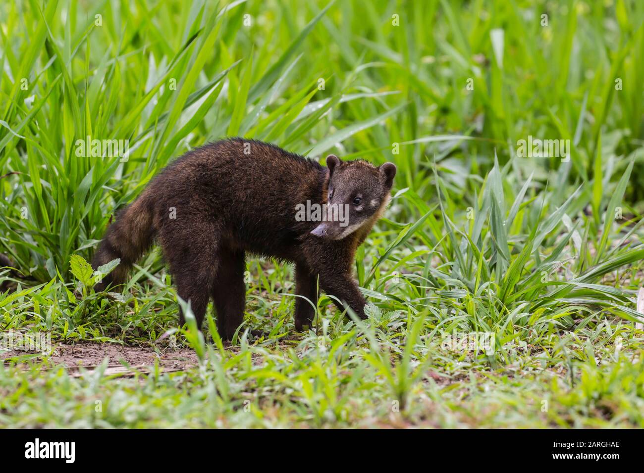 Junge südamerikanische Coati (Nasua nasua), Supay Cano, Rio Ucayali, Loreto, Peru, Südamerika Stockfoto