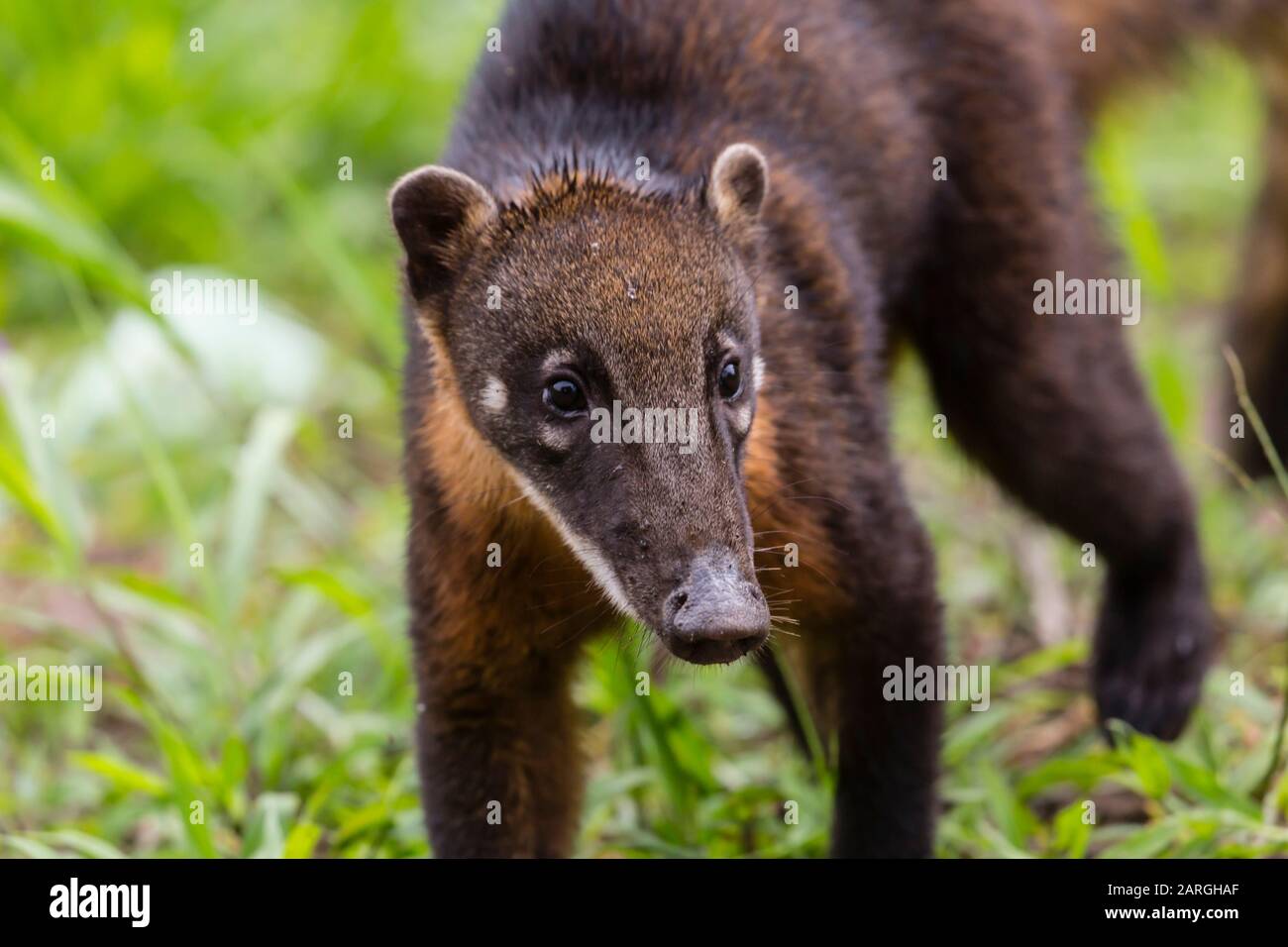Junge südamerikanische Coati (Nasua nasua), Supay Cano, Rio Ucayali, Loreto, Peru, Südamerika Stockfoto