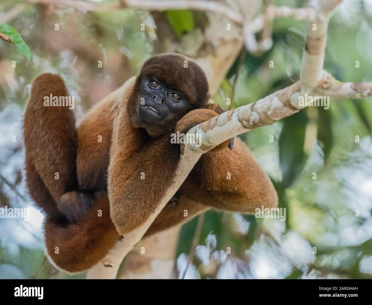 Ein ausgewachsener gemeiner wolliger Affe (Lagothrix lagothricha), in den Bäumen entlang des Flusses Yarapa, Nauta, Peru, Südamerika Stockfoto