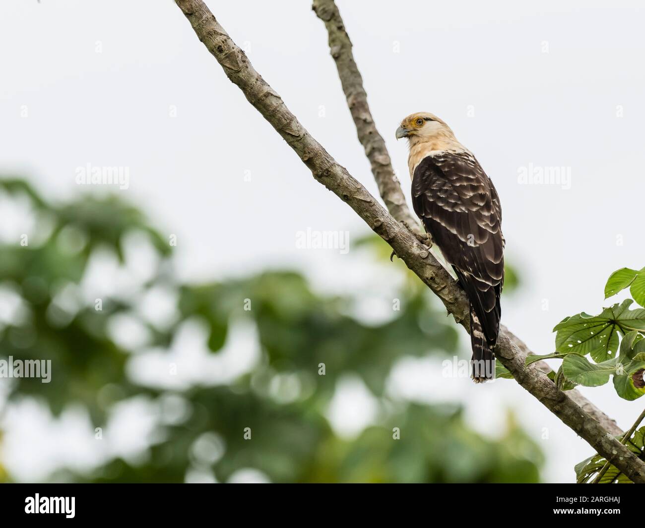 Ein erwachsenes, gelb geköpftes Karacara (Milvago chimachima), Belluda Cano, Amazonasbecken, Loreto, Peru, Südamerika Stockfoto