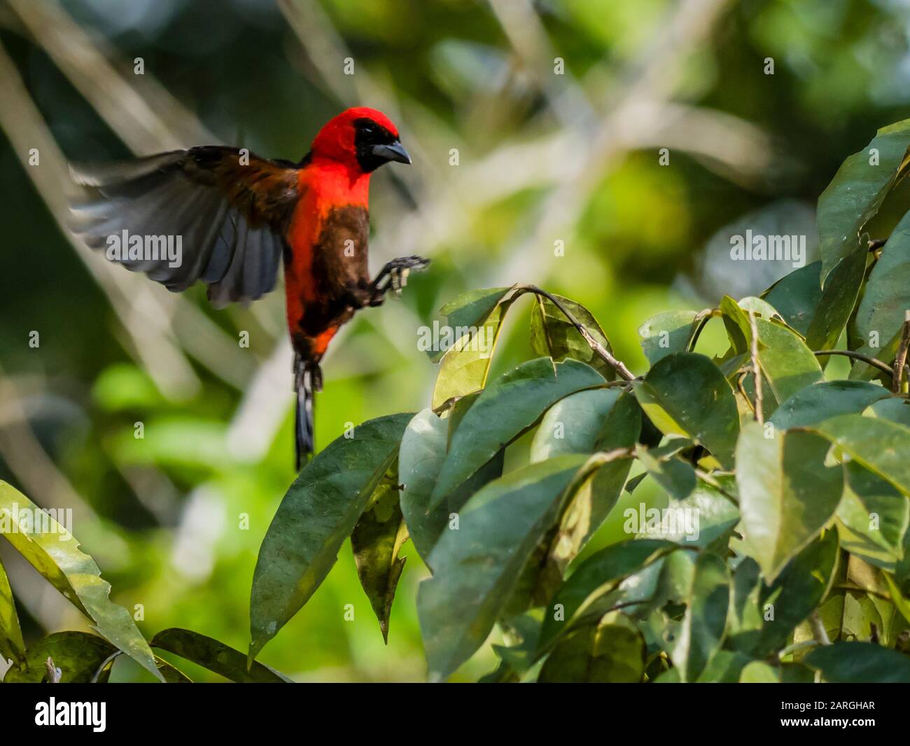 Erwachsene maskierte Crimson tanager (Ramphocelus nigrogularis), Pacalpa Cano, Pacaya Samiria Reserve, Loreto, Peru, Südamerika Stockfoto