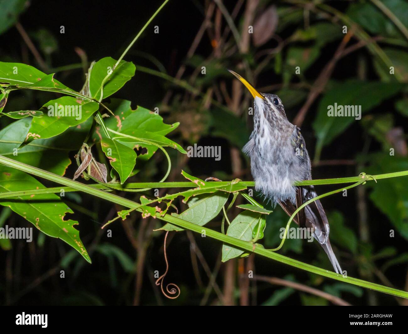 Ein erwachsener, langschwänziger Einsiedler (Phaethornis superciliosus), nachts in Nauta Cano, Pacaya-Samiria Reserve, Nauta, Peru, Südamerika Stockfoto
