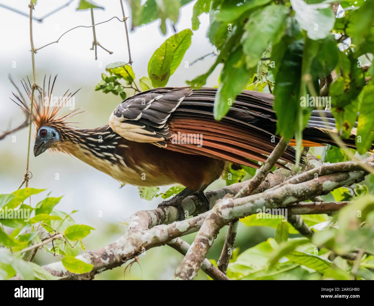 Ein Erwachsener Hoatzin (Opisthocomus hoazin), Pacaya River, Pacaya Samiria Reserve, Amazon Basin, Loreto, Peru, Südamerika Stockfoto