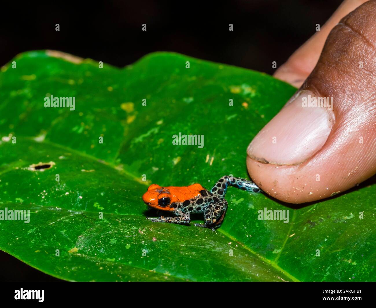 Ein ausgewachsener rotgesicherter Giftfrosch (Ranitomeya reticulata) am Fluss Maranon, in der Nähe von Iquitos, Peru, Südamerika Stockfoto