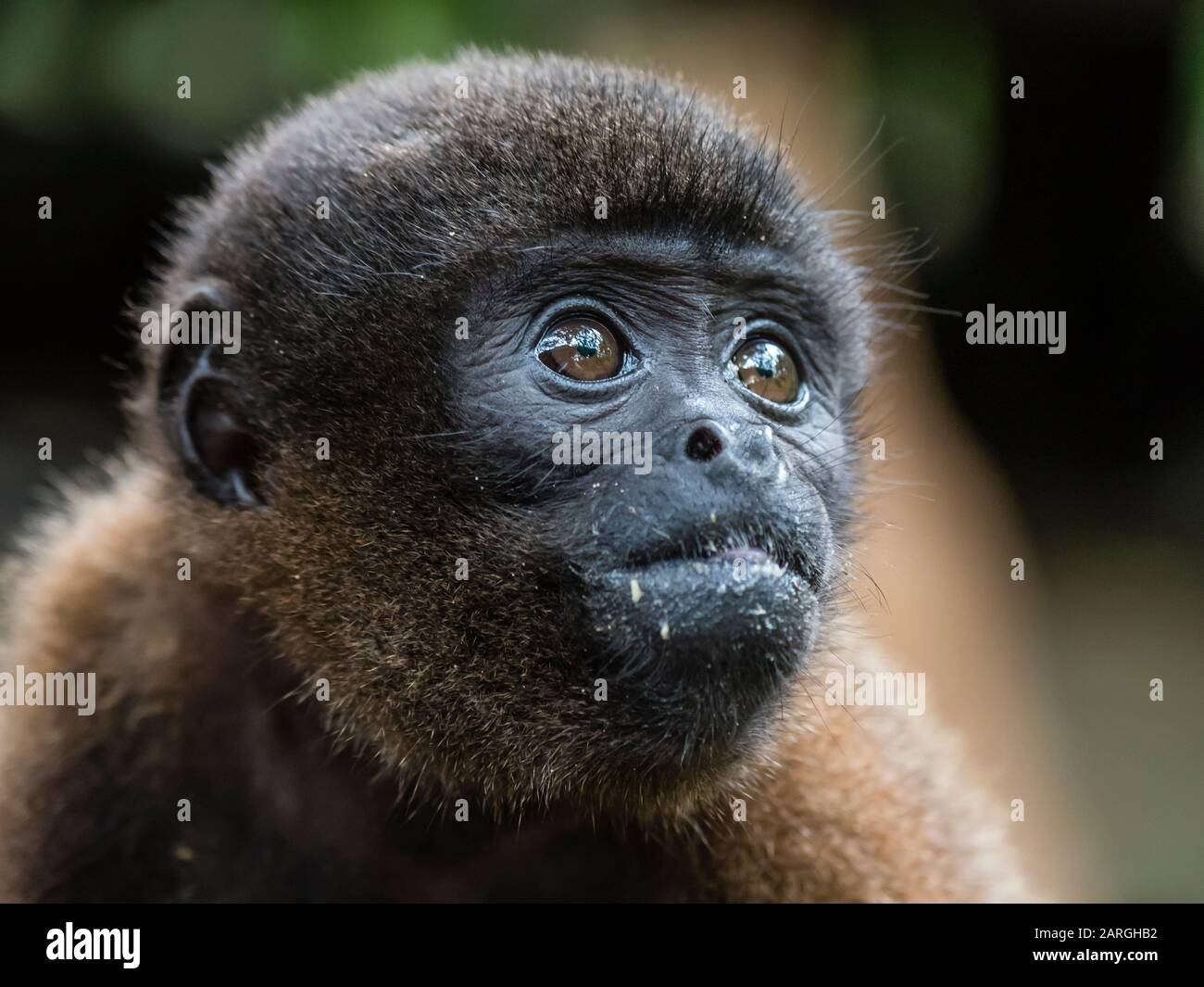 Ein ausgewachsener gemeiner wolliger Affe (Lagothrix lagothricha), in den Bäumen entlang des Flusses Yarapa, Nauta, Peru, Südamerika Stockfoto