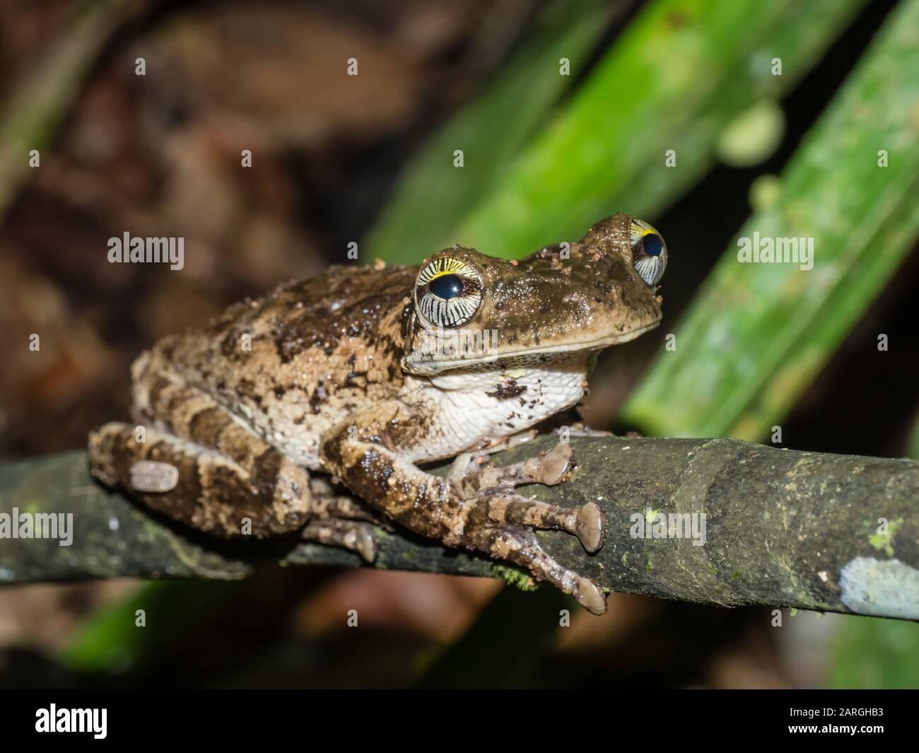 Ein ausgewachsener Manaus schlanker Baumfrosch (Osteocephalus taurinos), Ucayali-Fluss, Pacaya Samiria-Reserve, Loreto, Peru, Südamerika Stockfoto