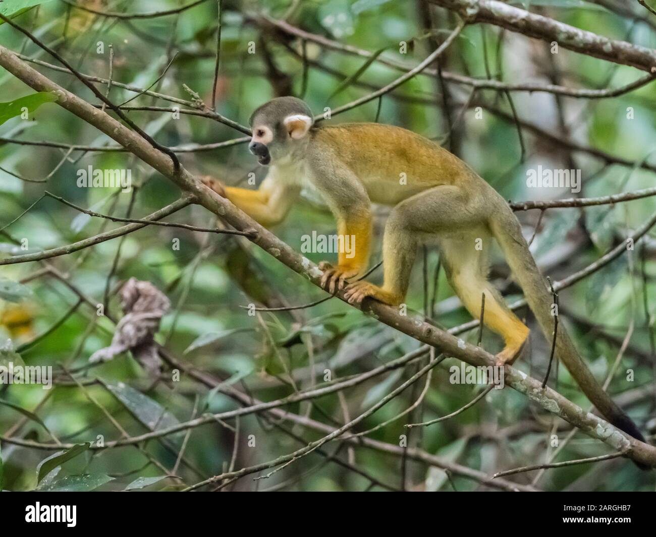 Adulter häufiger Gleithörnchenaffe (Saimiri sciureus), Pahuachiro-Nebenarm, Amazonasbecken, Loreto, Peru, Südamerika Stockfoto