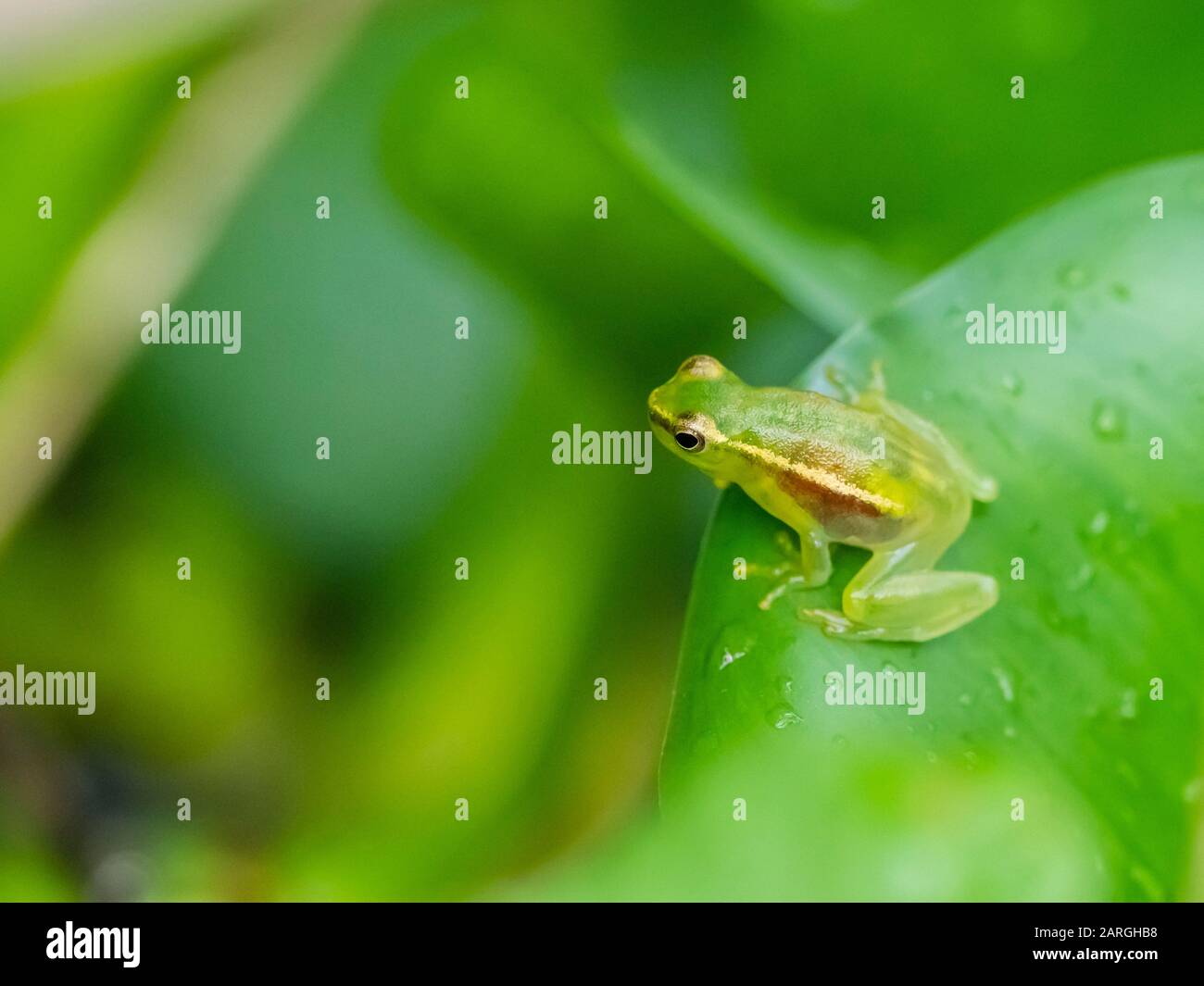 Ein ausgewachsener Pygmäenfrosch mit Schraffurbauch (Sphaenorhynchus carneus), am Pacaya-Fluss, im Amazonasbecken, Loreto, Peru, Südamerika Stockfoto