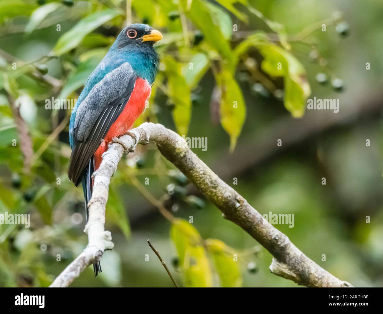 Ein ausgewachsener schwarzer trogon (Trogon melanurus), Iricahua Cano, Pacaya Samiria Reserve, Loreto, Peru, Südamerika Stockfoto