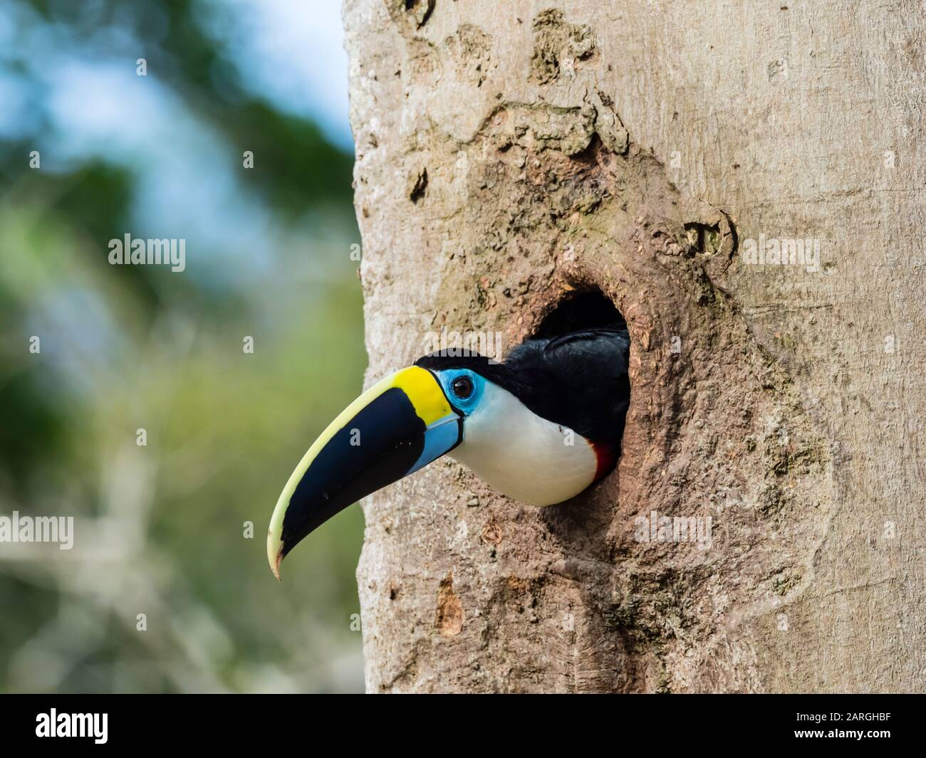 Ein ausgewachsener, weiß gekehlter Tucan (Ramphastos tucanus), in Magdalena Creek, Amazonasbecken, Loreto, Peru, Südamerika Stockfoto