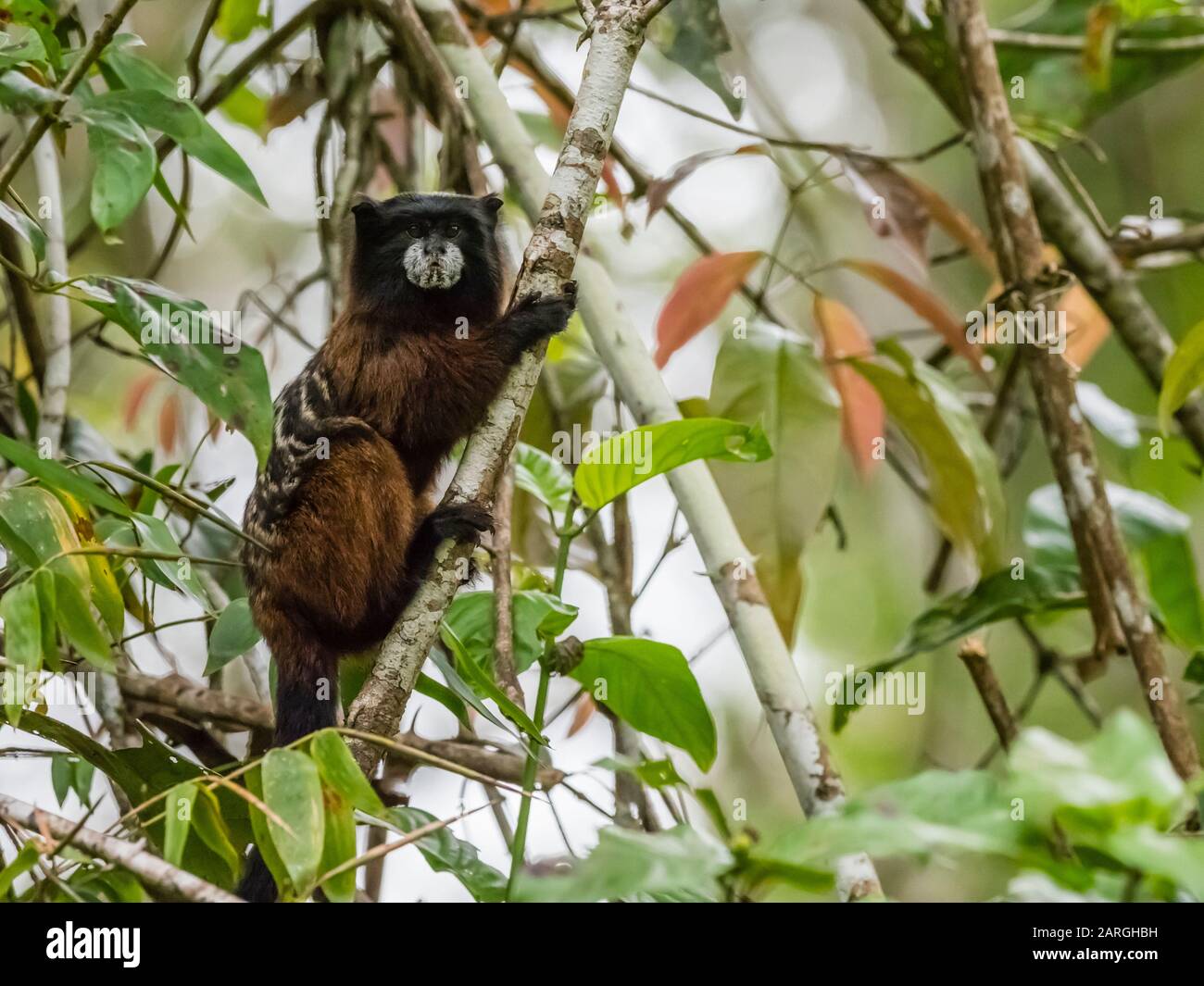 Ein adulter Saddleback Tamarin (Saguinus fuscicollis), auf Nauta Cano, Amazonasbecken, Loreto, Peru, Südamerika Stockfoto