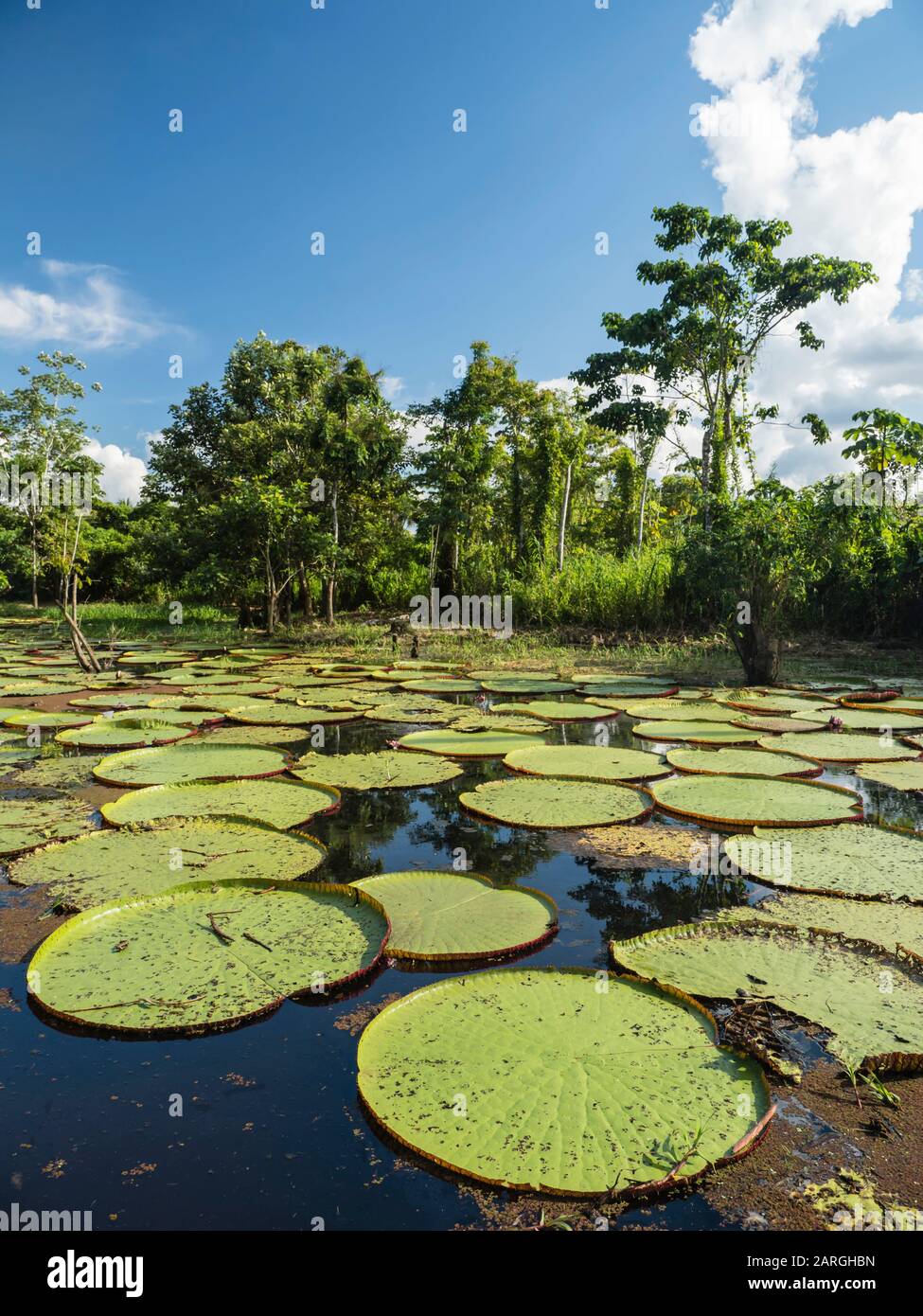 Eine große Gruppe von Victoria-Seerosen (Victoria amazonica), am Yarapa-Fluss, Nauta, Peru, Südamerika Stockfoto