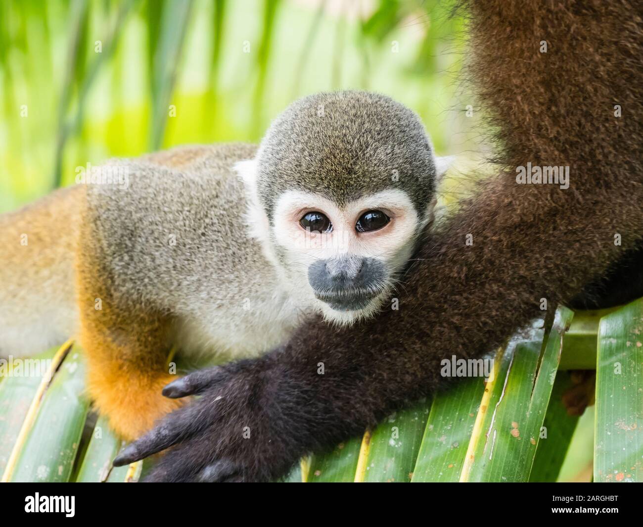 Ausgewachsener häufiger Gleithörnchenaffe (Saimiri sciureus), im Dorf San Francisco, Amazonasbecken, Loreto, Peru, Südamerika Stockfoto